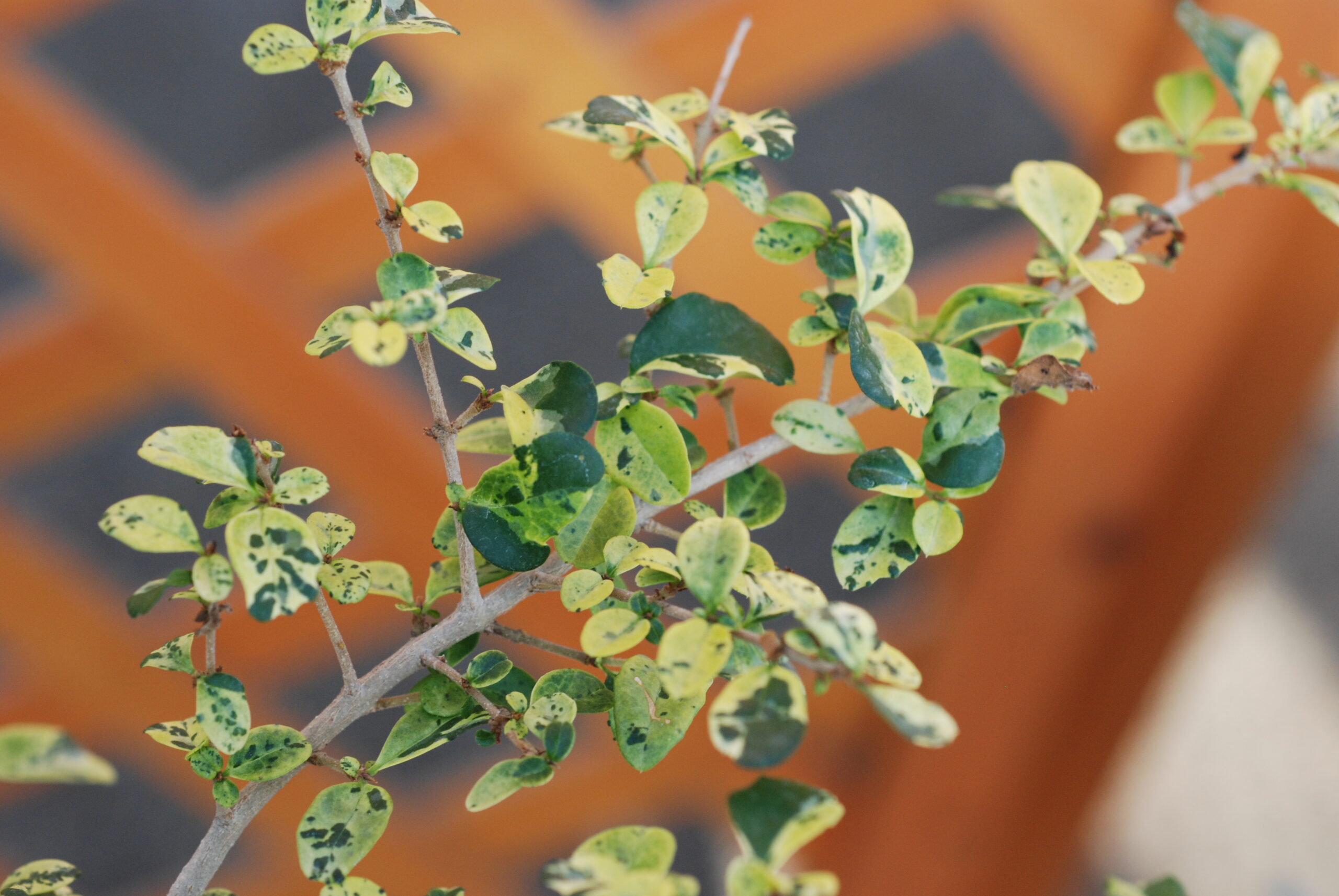 斑入りイボタ 忘れ雪 - OZ'PLANTS