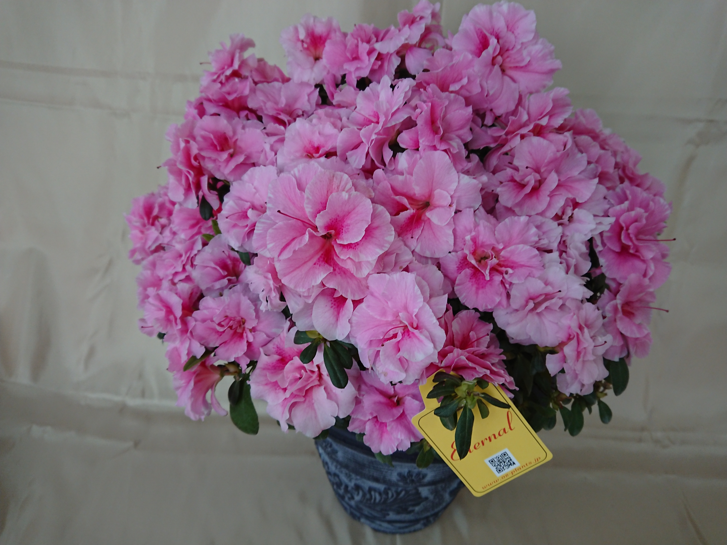 ロドデンドロン エターナル - OZ'PLANTS