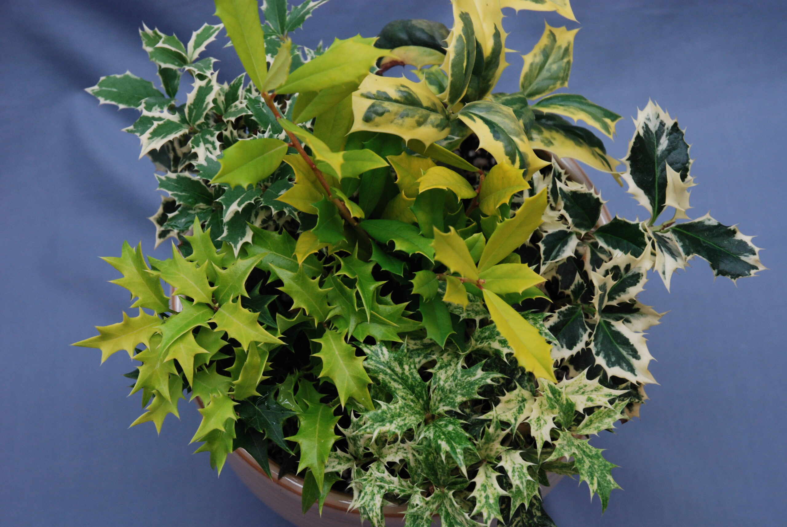 ヒイラギ　斑入り　10号鉢 ヒイラギ 斑入り 10号鉢