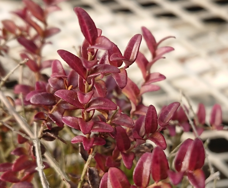 レッドチップ錦  抜き苗  微斑【特定記録付】 ロニセラ レッドチップ - OZ'PLANTS