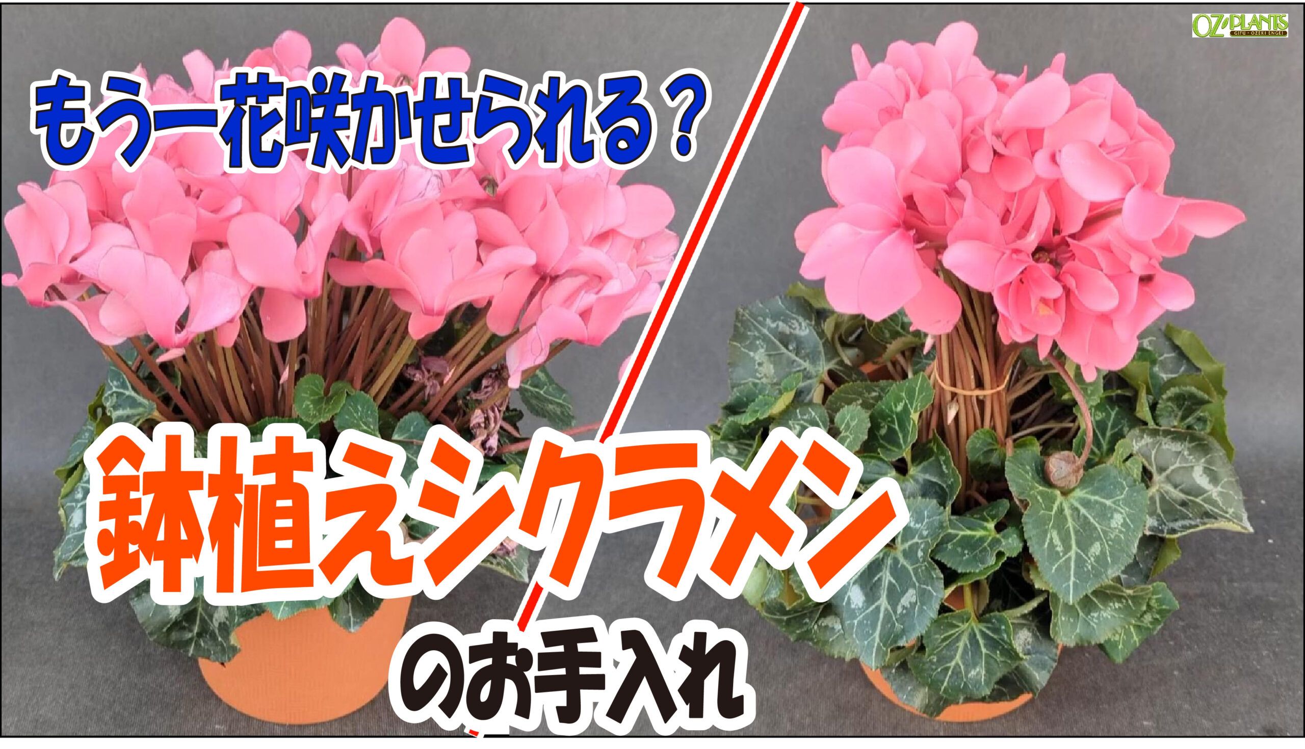 保存版】もう一花咲かせられる？ 鉢植えシクラメンのお手入れ 3/21 OZ