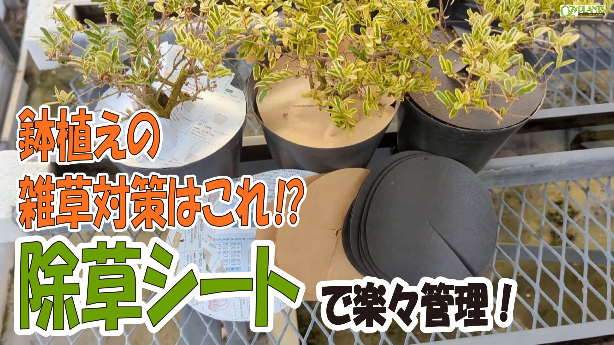 鉢植えの雑草対策」はこれ⁉ 防草シートで楽々管理！ 6/6 OZ-Plants旬の