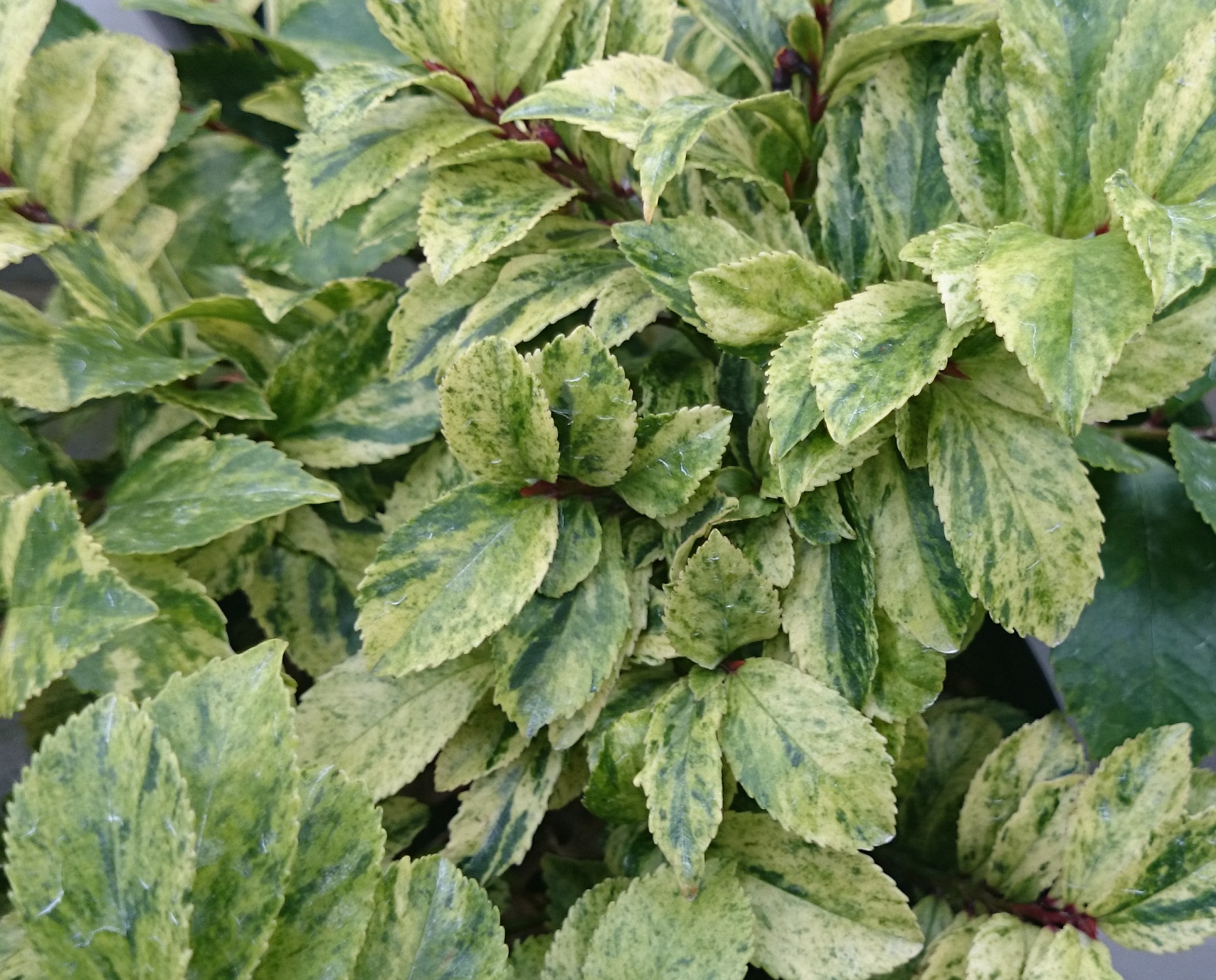 斑入りヒサカキ 淡雪 - OZ'PLANTS